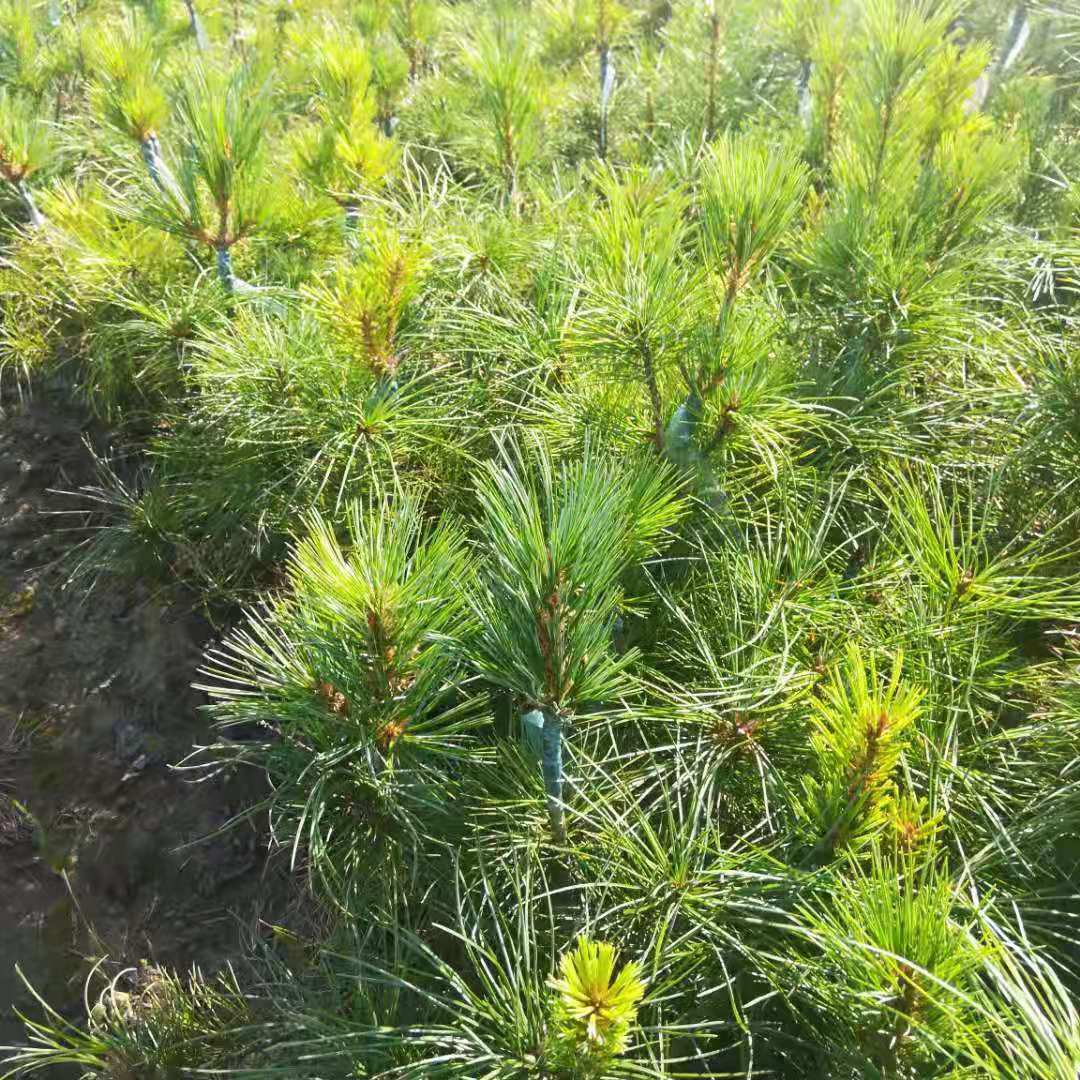 黑龍江哈爾濱35-60cm紅松嫁接苗專業(yè)培育基地