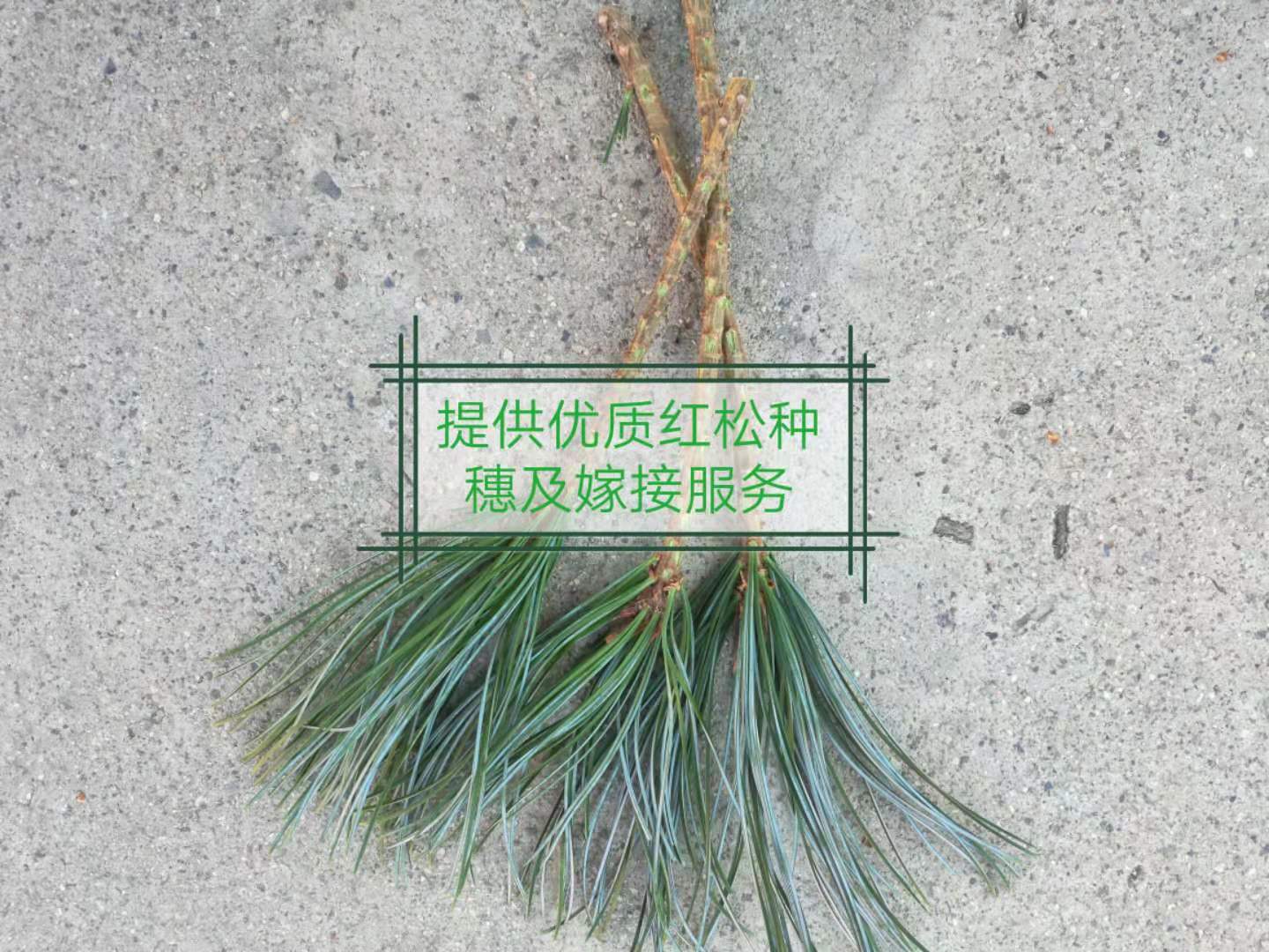 黑龍江紅松嫁接小苗基地直銷價格