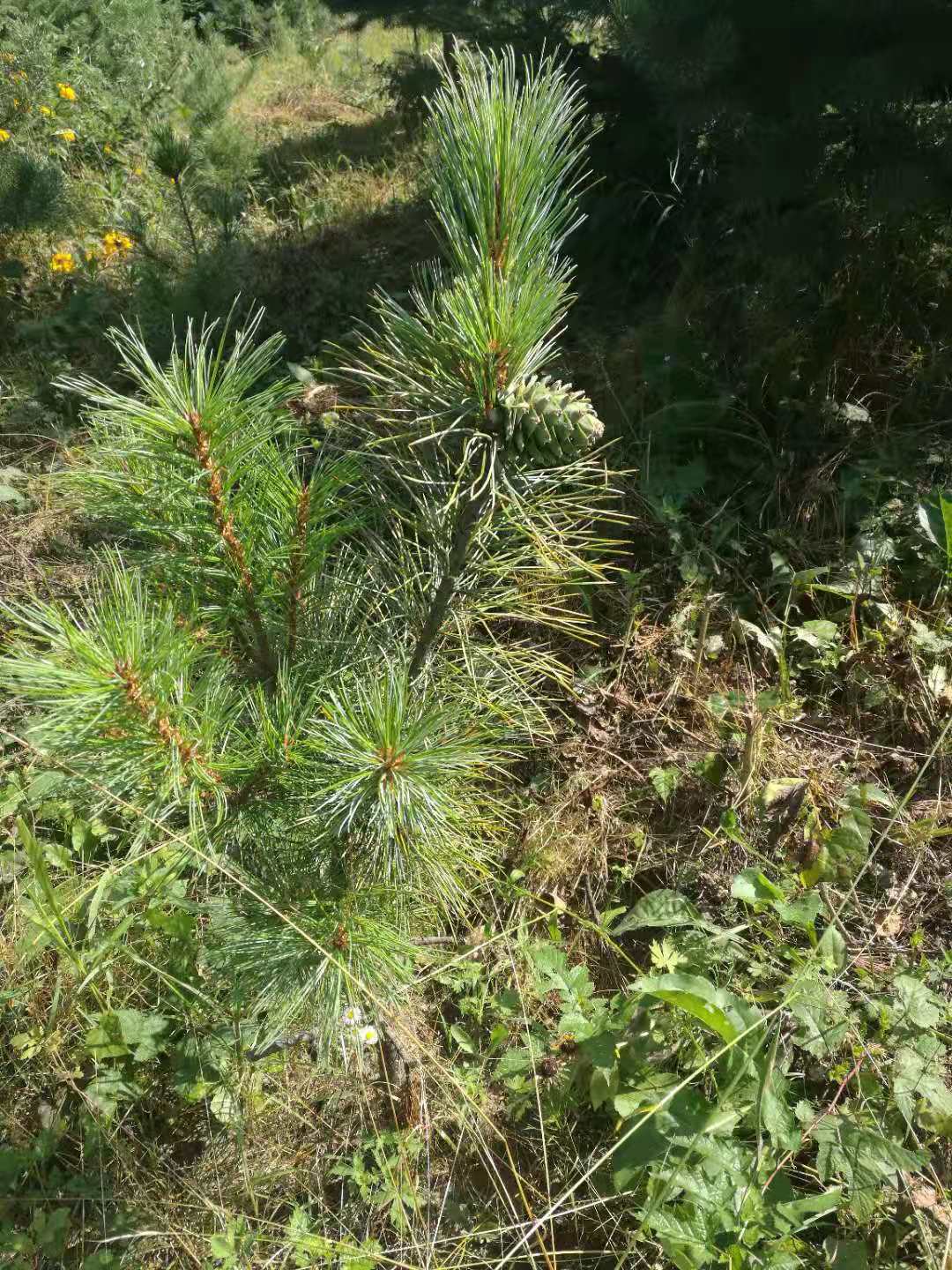 遼寧盤錦35-60cm紅松種苗培育基地直銷價(jià)格