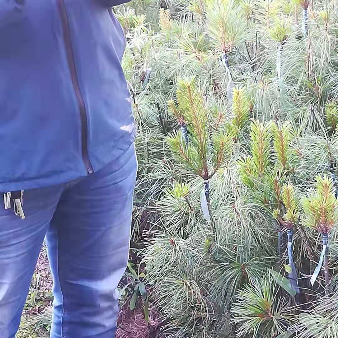 尚志市葦河鎮(zhèn)紅松嫁接苗價格基地直銷 傳授種植技術(shù)