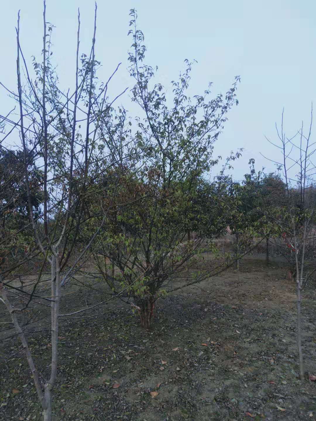 山茱萸一手供貨商，山茱萸批發(fā)價格，山茱萸種植基地