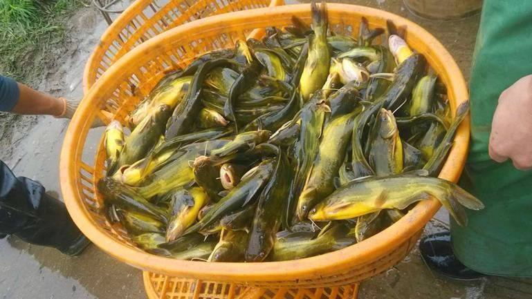 黃顙魚(yú)養(yǎng)殖怎么養(yǎng)一畝黃顙魚(yú)的利潤(rùn)