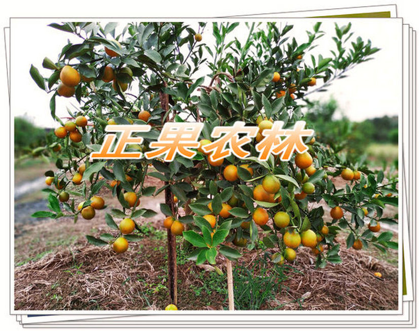 融安脆蜜金桔種植要點