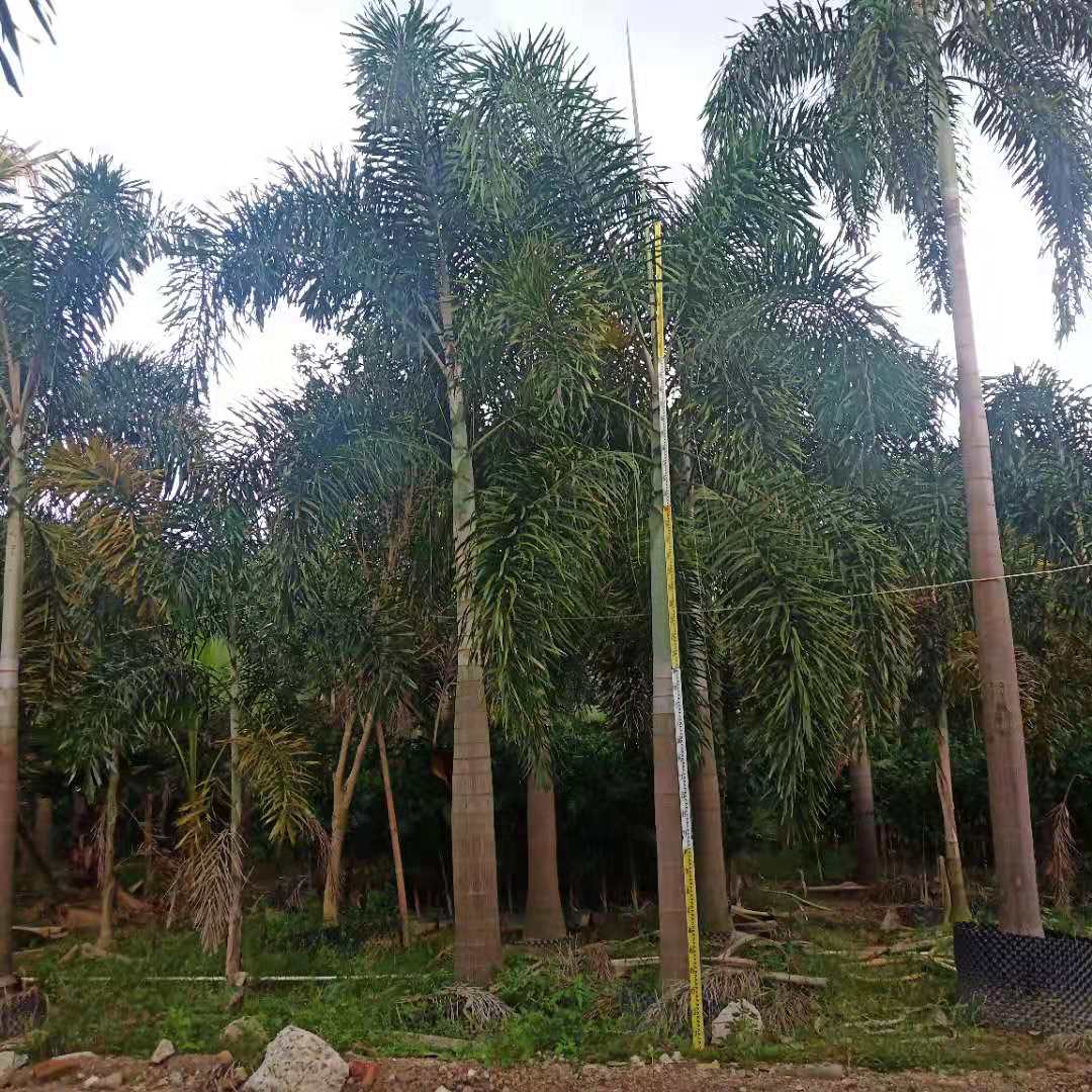 文軒園藝場(chǎng)常年種植批發(fā)狐尾椰子基地大量供應(yīng)大王椰子各種棕櫚樹