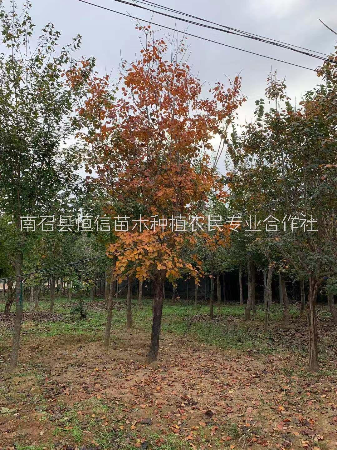 專業(yè)培育綠化苗黃櫨苗種植基地直銷，河南專業(yè)栽培黃櫨樹苗培育基地電話，河南優(yōu)質(zhì)黃櫨樹苗批發(fā)價(jià)-報(bào)價(jià)-價(jià)格