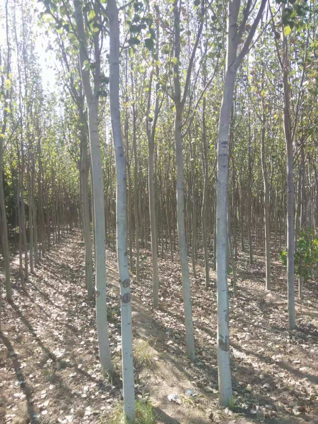 新疆楊種植基地、新疆楊價(jià)格、新疆楊批發(fā)