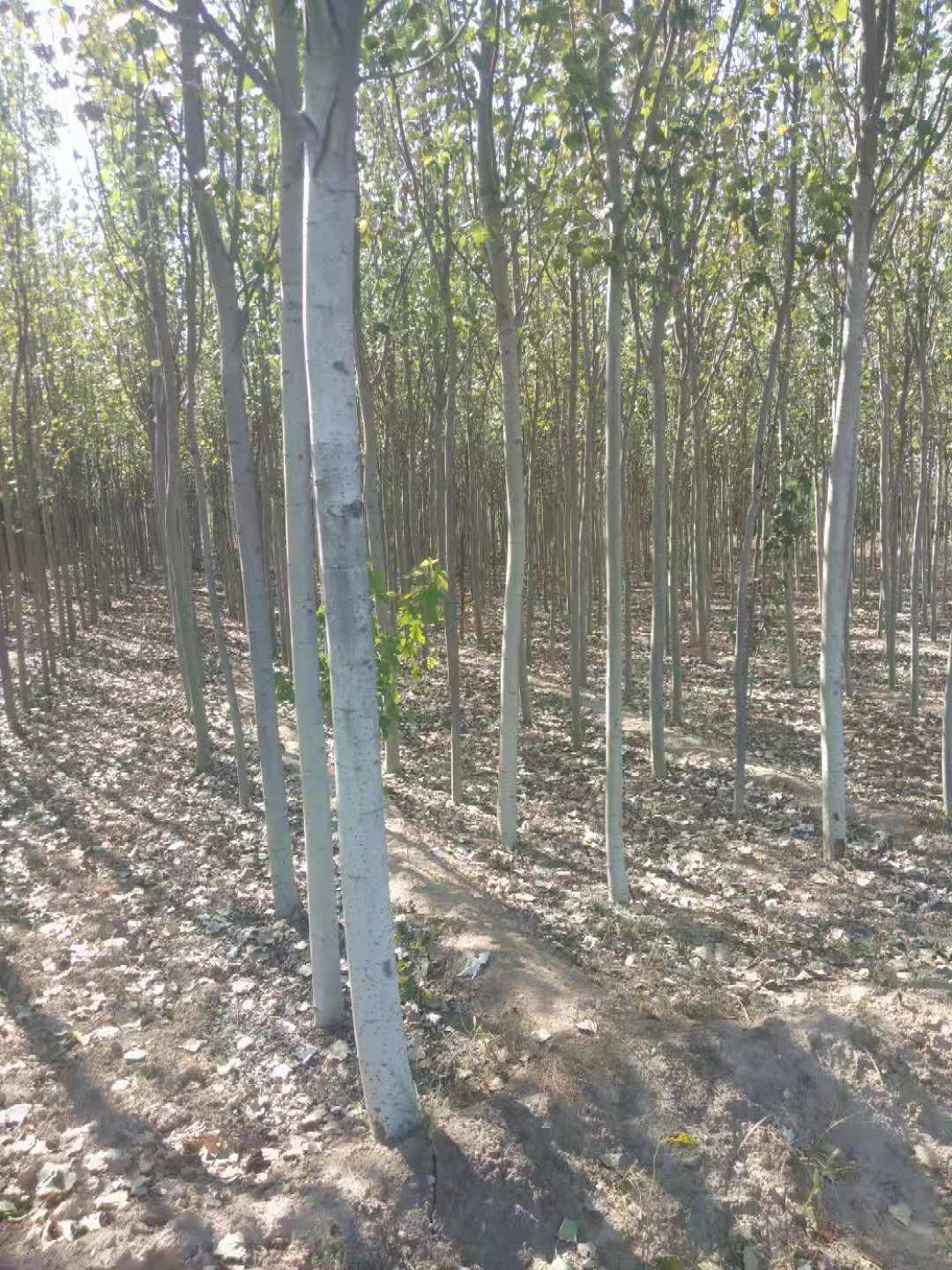 新疆楊種植基地、新疆楊價(jià)格、新疆楊批發(fā)
