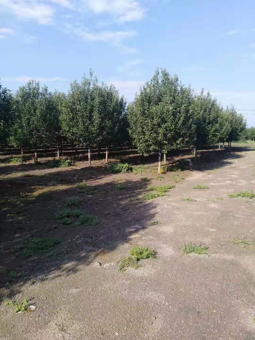 江蘇優(yōu)質(zhì)各種海棠2到15公分批發(fā)價(jià)格報(bào)價(jià)，常年出售各種海棠2到15公分基地直銷電話，江蘇哪里有各種海棠2到15公分賣