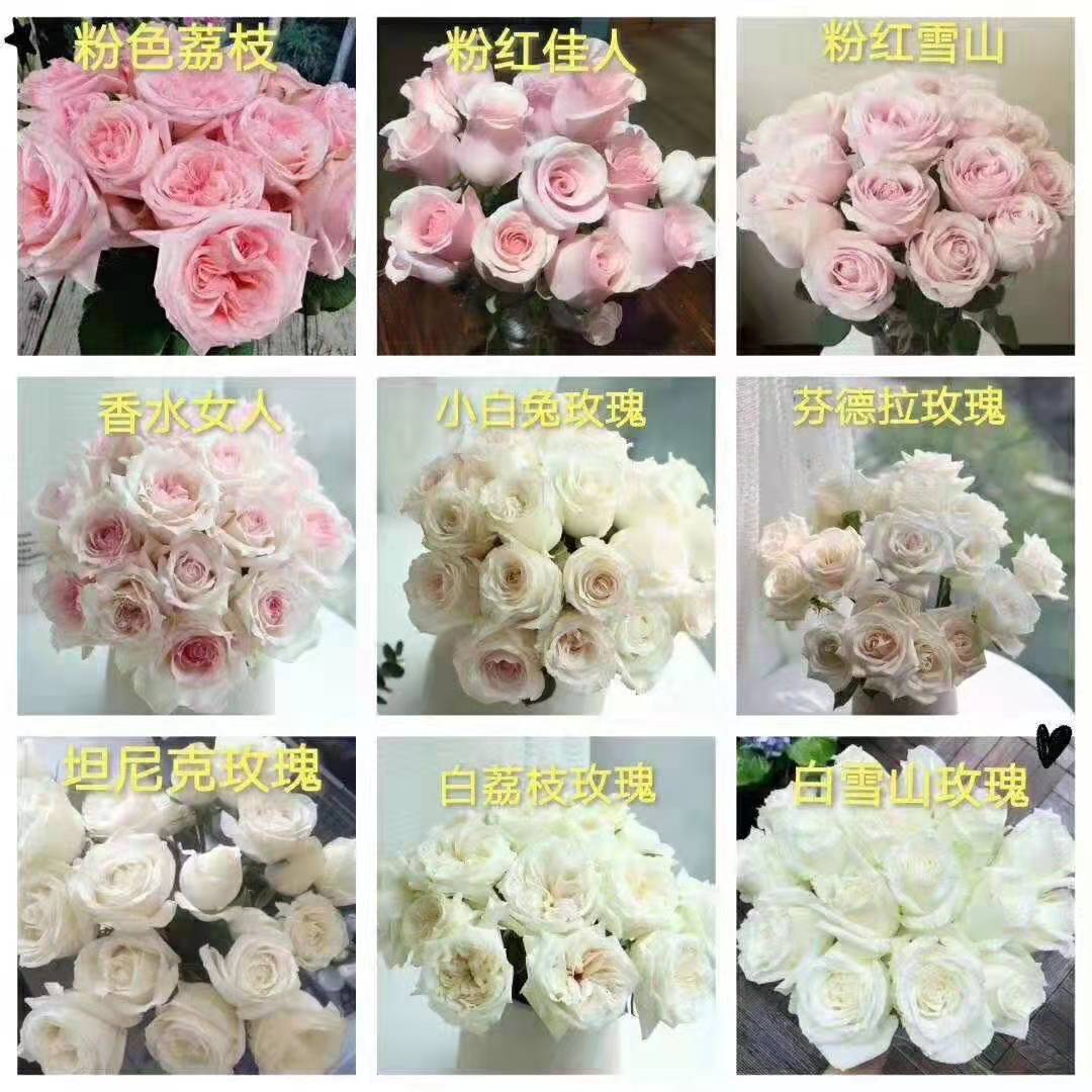 供應(yīng)玫瑰苗價格、種植基地、報價【云貴花卉苗木基地】