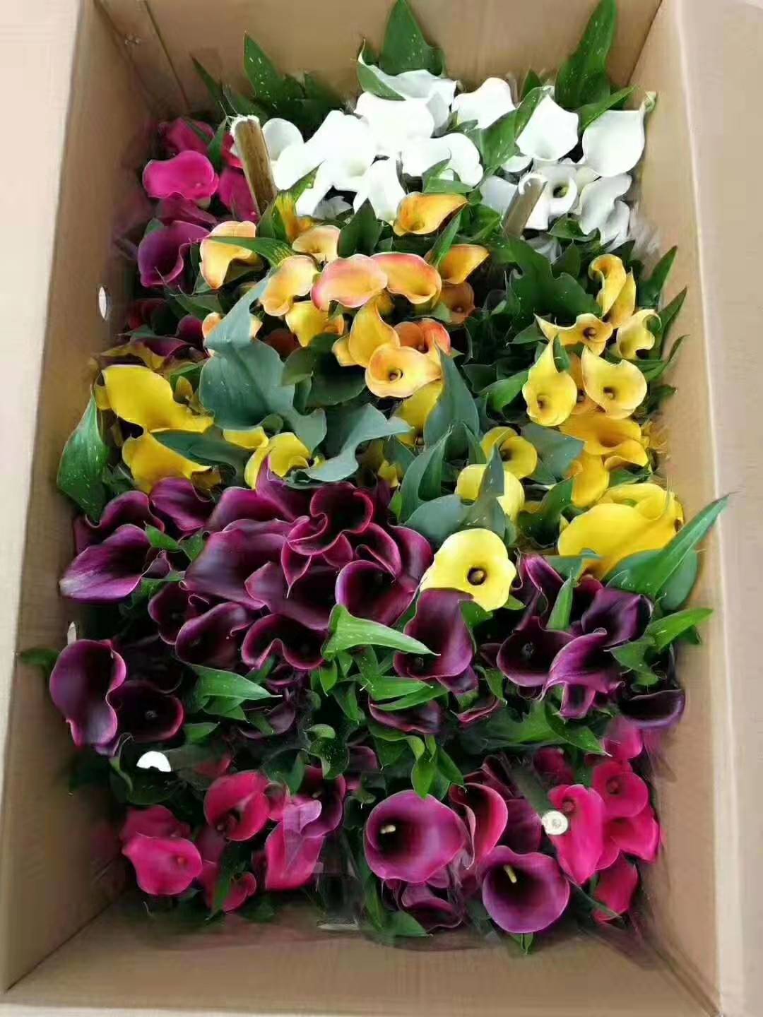 常年出售月季苗基地直銷電話，云南優(yōu)質(zhì)月季苗批發(fā)價格報價，云南哪里有月季苗賣