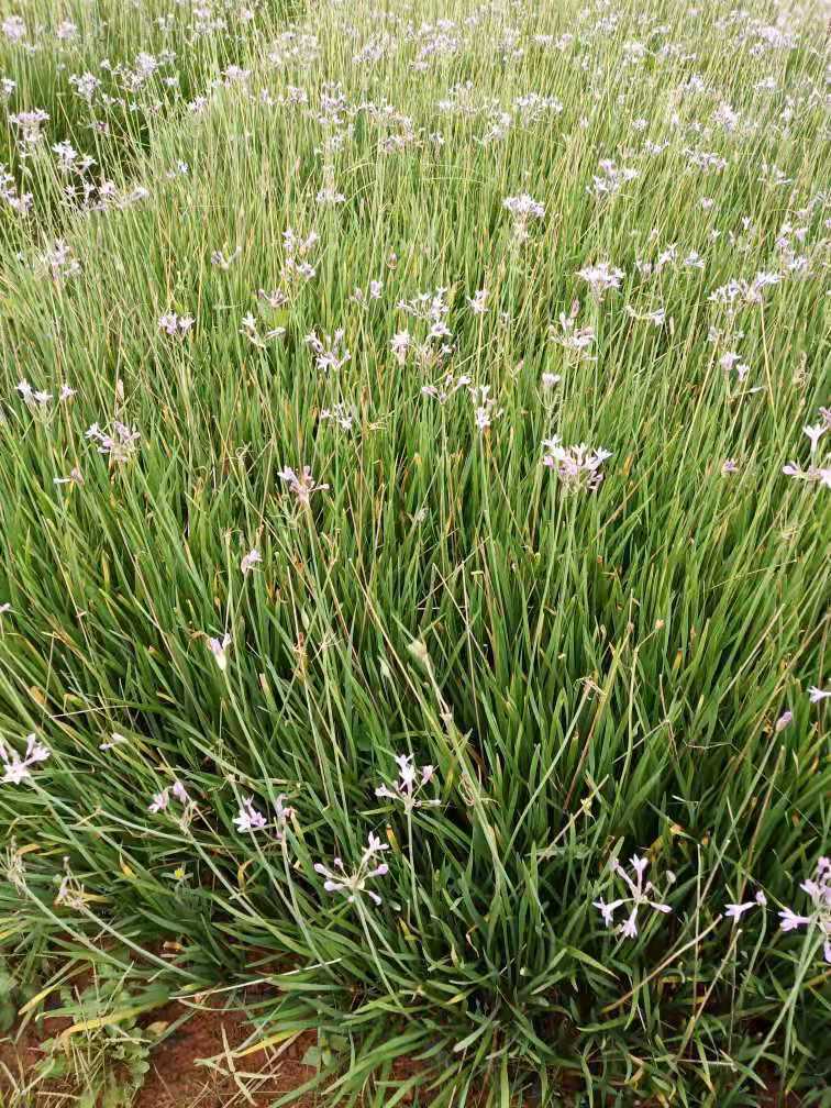 紫嬌花種植基地 云南紫嬌花批發(fā)價(jià)格 紫嬌花苗圃供應(yīng) 紫嬌花小杯苗