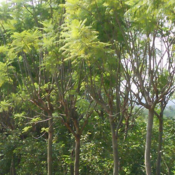 廣西藍花楹地苗廠家-價格-供應商