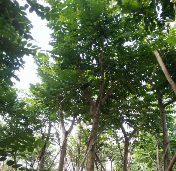 園林綠化苗木報(bào)價(jià)_批發(fā)_供應(yīng)商_廠家_哪家好