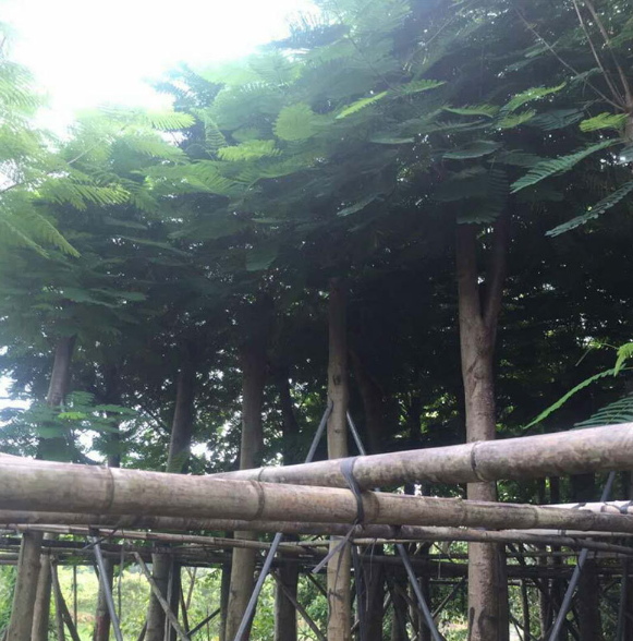 鳳凰樹袋苗批發(fā)基地-報價-批發(fā)價_哪家好-新旺苗木園林基地電話