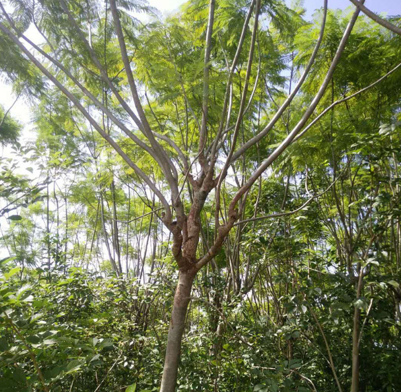 廣西藍花楹地苗廠家-價格-供應商