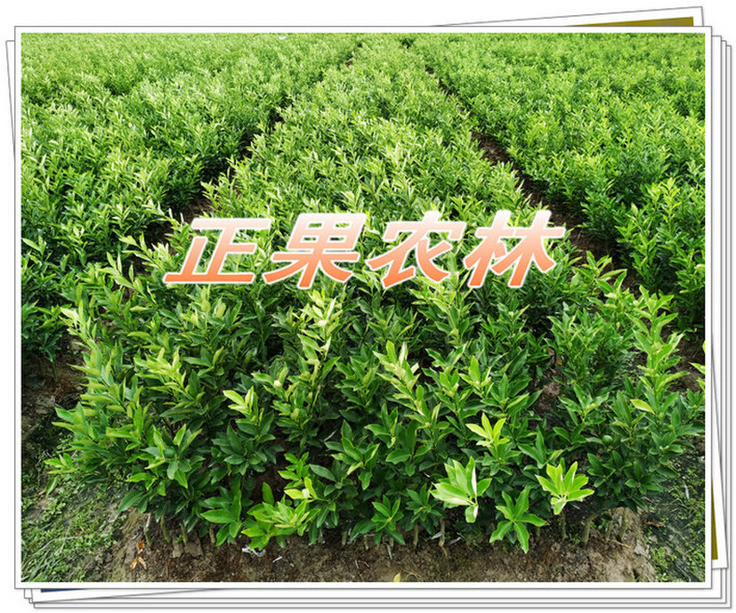 融安脆蜜金桔種植要點