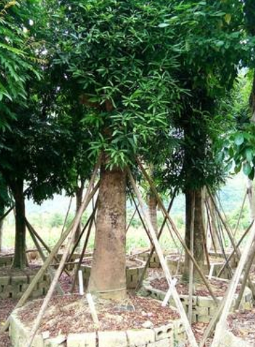 扁桃樹哪家好 扁桃樹批發(fā) 廣西扁桃樹