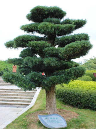 羅漢松報價 廣西羅漢松直銷 廣西羅漢松