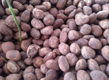 桐油種子報(bào)價(jià)   桐油種子供應(yīng)商 廣西桐油種子批發(fā)