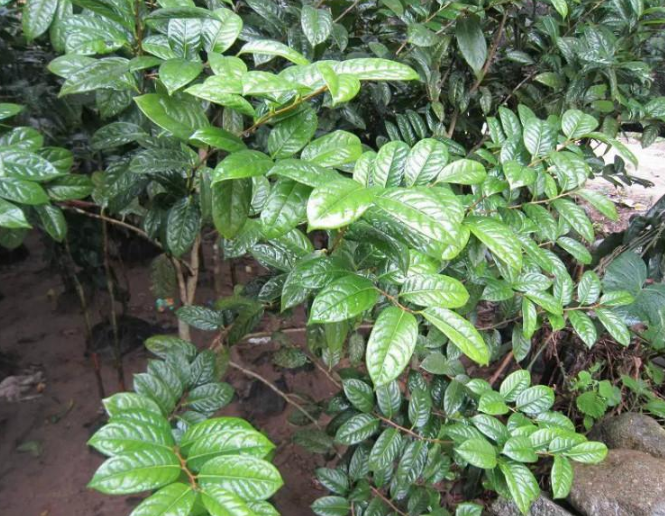 金花茶苗供應(yīng)商 金花茶苗廠家 廣西金花茶苗