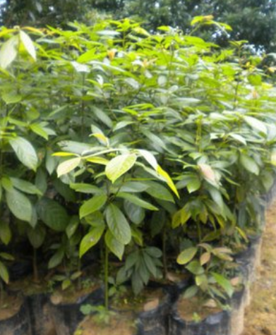 楠木苗生產(chǎn)廠家楠木苗供應(yīng)商 廣西楠木苗