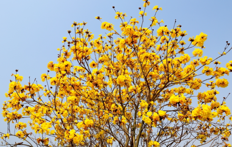 黃花風(fēng)鈴哪家好 黃花風(fēng)鈴報價 廣西黃花風(fēng)鈴