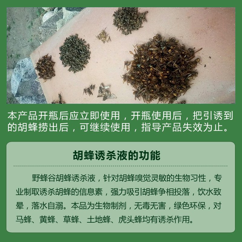 胡蜂被信息素吸引前來飲食，致暈落水自溺而死 胡蜂誘殺液消滅胡蜂不傷中蜂
