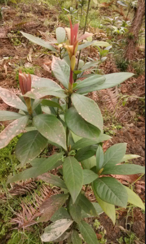 楠木苗生產(chǎn)廠家楠木苗供應(yīng)商 廣西楠木苗