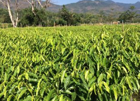 沉香苗生產(chǎn)廠家 沉香苗直銷(xiāo) 廣西沉香苗