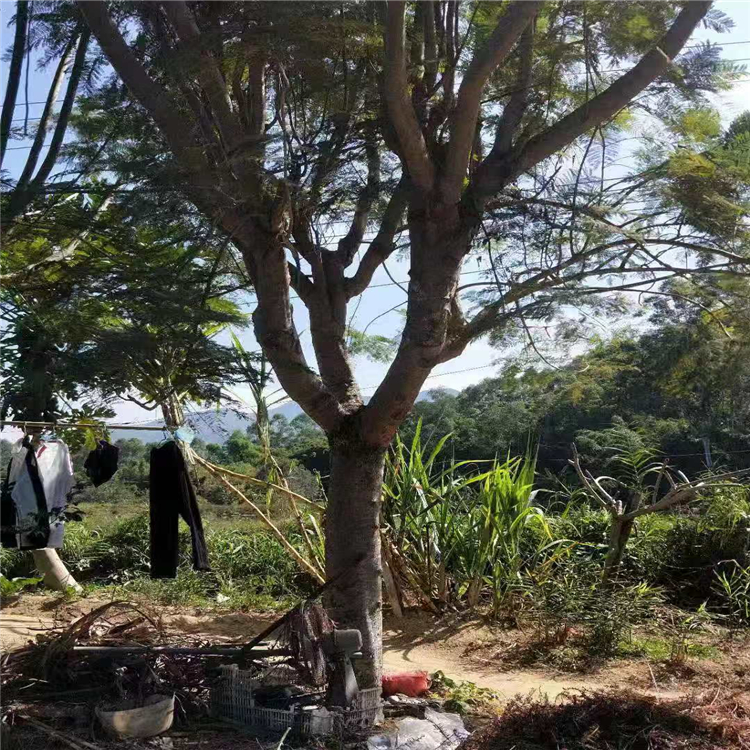 全冠藍(lán)花楹種植基地批發(fā)價格