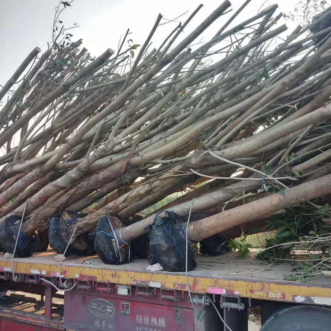 專業(yè)種植大葉榕黃葛樹大葉榕批發(fā)價格