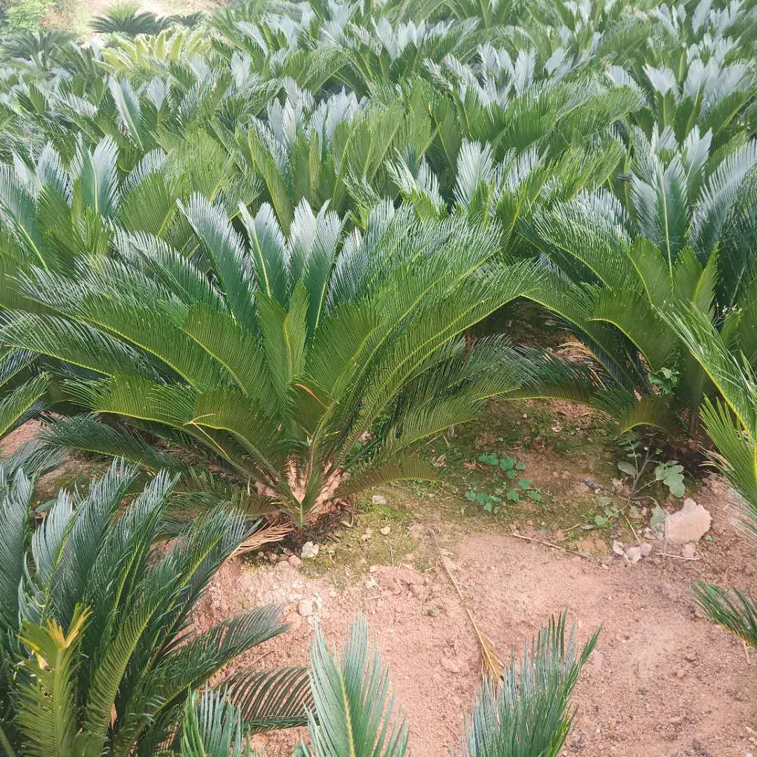 鐵樹基地直銷 批發(fā)各種規(guī)格蘇鐵