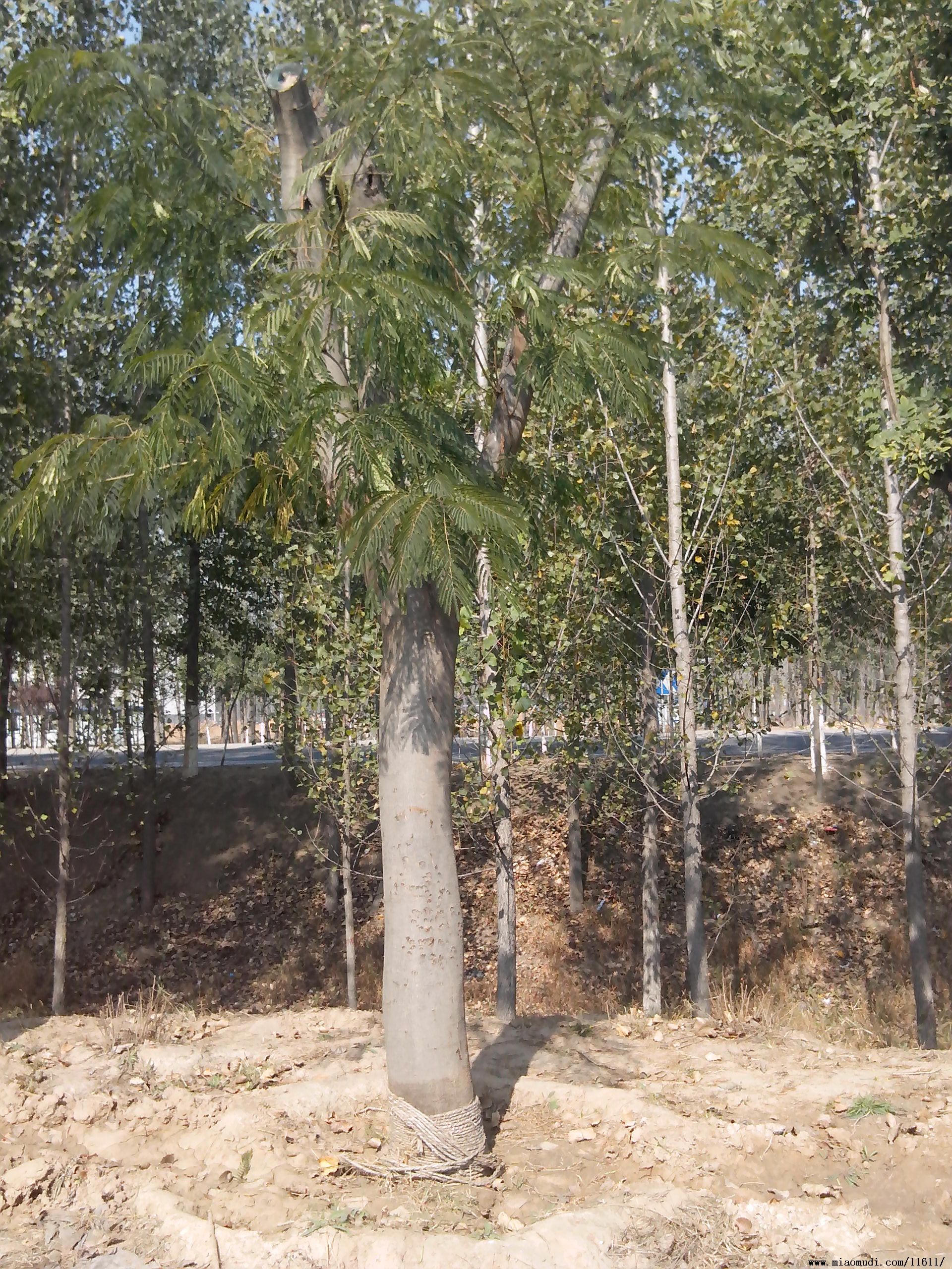 邛崍市景觀合歡樹(shù)批發(fā)基地  合歡樹(shù)品種價(jià)格