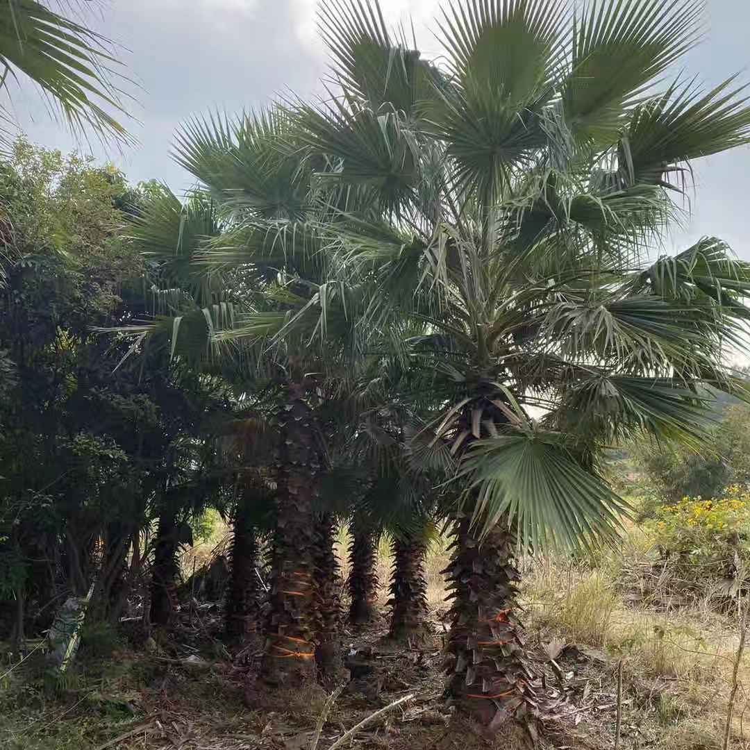 華棕基地報(bào)價(jià) 專業(yè)種植各種棕櫚樹出售