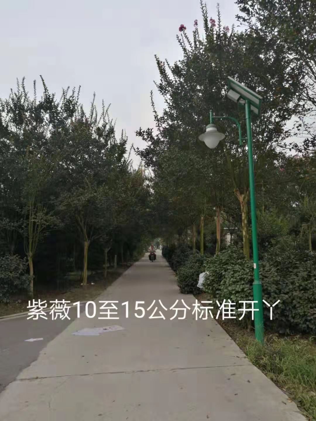 四川成都紫薇10-15公分-*各種工程苗-優(yōu)質(zhì)供應(yīng)商-種植基地-批發(fā)價格