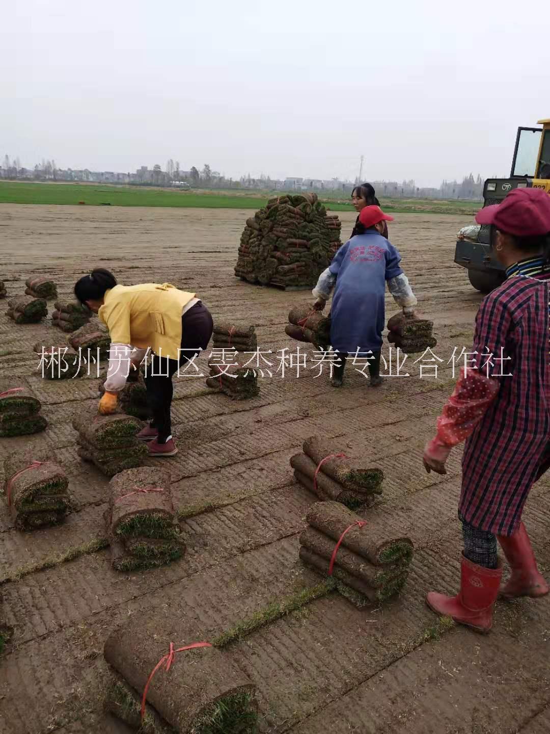 果嶺草混播草草場一手價(jià)批發(fā)出售   園林綠化*草 優(yōu)質(zhì)供應(yīng)商