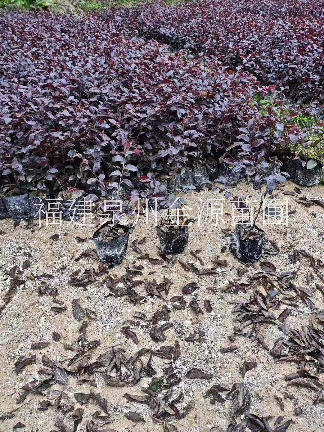 長期供應(yīng)紅花繼木小苗基地直銷，福建優(yōu)質(zhì)紅花繼木小苗批發(fā)價-報價-價格，福建紅花繼木小苗苗場電話