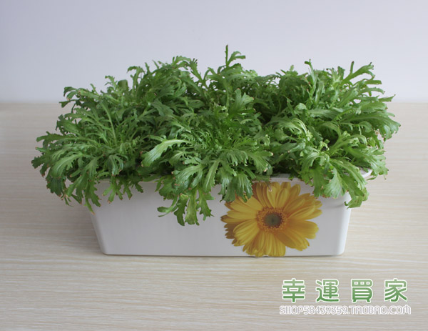 幸運(yùn)買家無土栽培設(shè)備家庭懶人陽臺(tái)育苗蔬菜種菜機(jī)24孔水培種植箱 種植蔬菜設(shè)備 種植箱