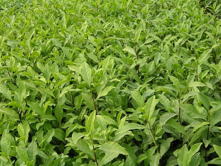 供應茶葉苗基地 福鼎大白茶苗 南寧褔云六號茶苗 玉林茶葉種子 苦丁茶苗茶園