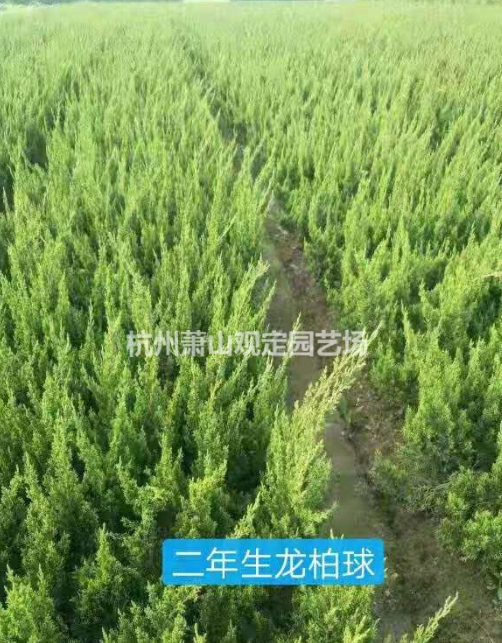 浙江杭州二年生龍柏球基地-2020浙江杭州二年生龍柏球批發(fā)價格-優(yōu)質(zhì)供應(yīng)商