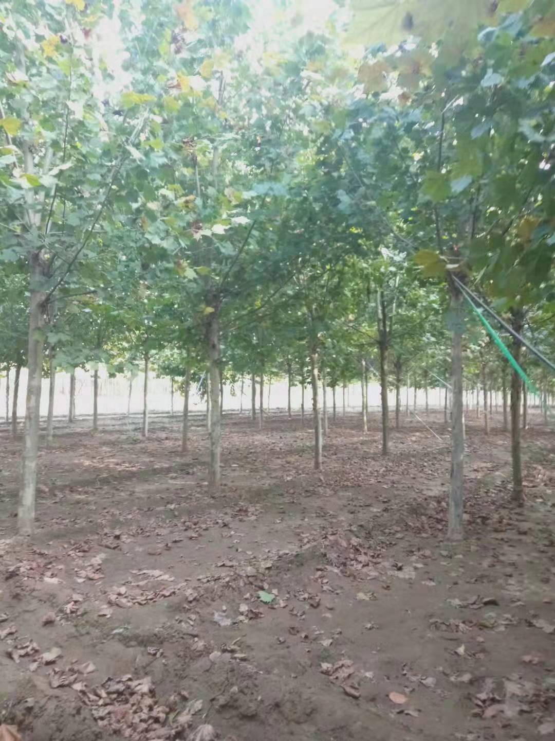 江蘇邳州3~40公分法桐價(jià)格-邳州法桐多少錢-江蘇邳州3~40公分法桐種植批發(fā)基地