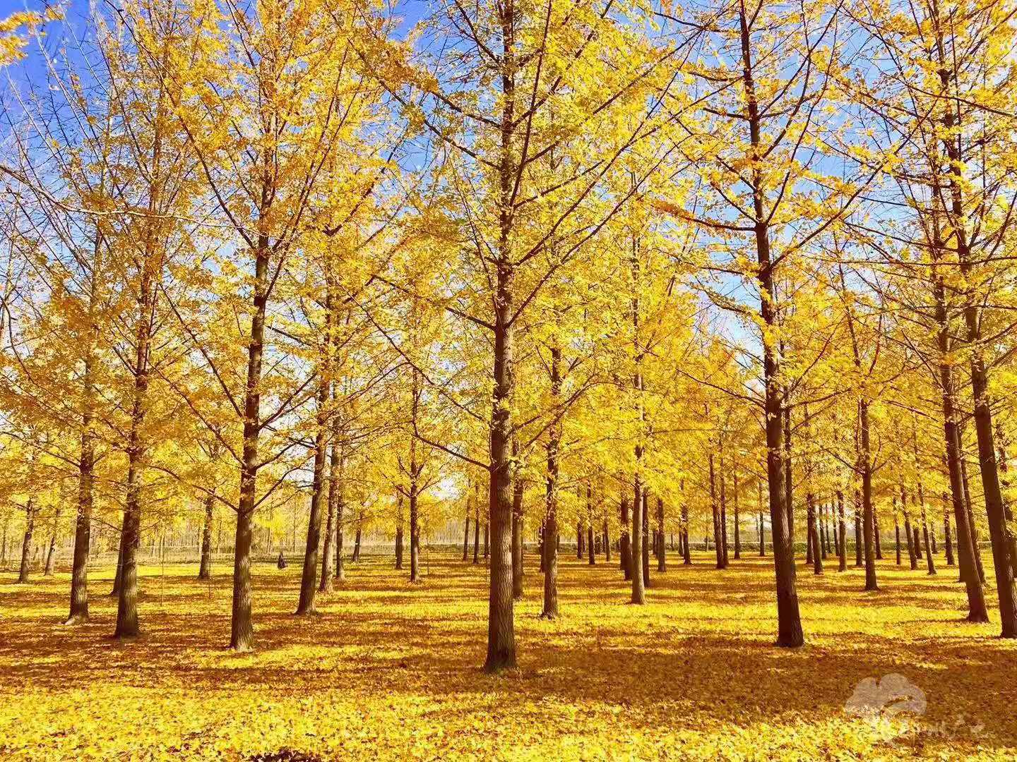 山東1-80公分銀杏樹價格_2020年上半年邳州銀杏樹價格表_銀杏樹多少錢_山東銀杏樹種植基地