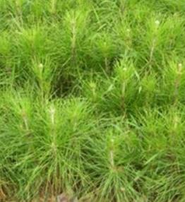 高脂松杯苗 如何種植高脂松杯苗 大量供應(yīng)高脂松杯苗