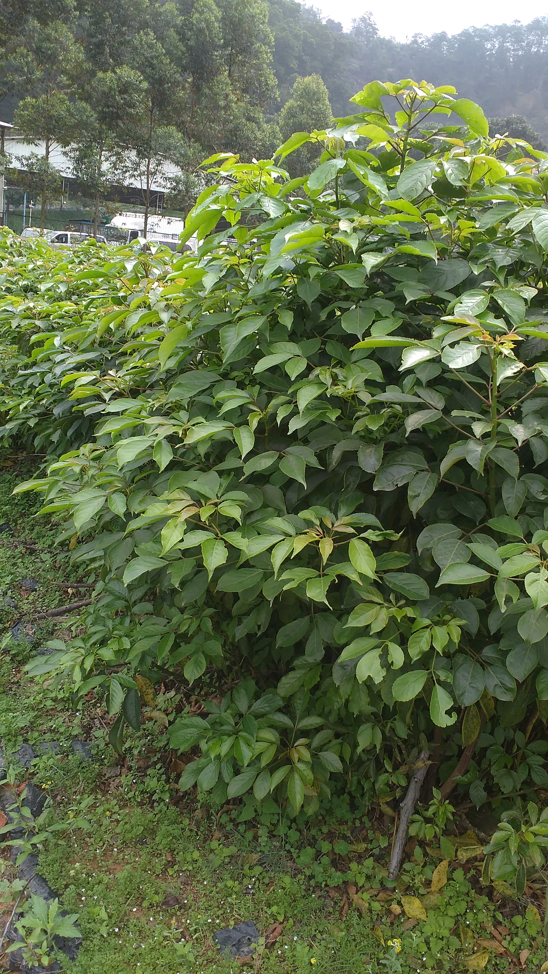 重陽(yáng)木杯苗 廣州重陽(yáng)木杯苗批發(fā) 重陽(yáng)木杯苗種植基地