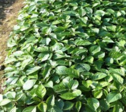 重陽(yáng)木杯苗 廣州重陽(yáng)木杯苗批發(fā) 重陽(yáng)木杯苗種植基地