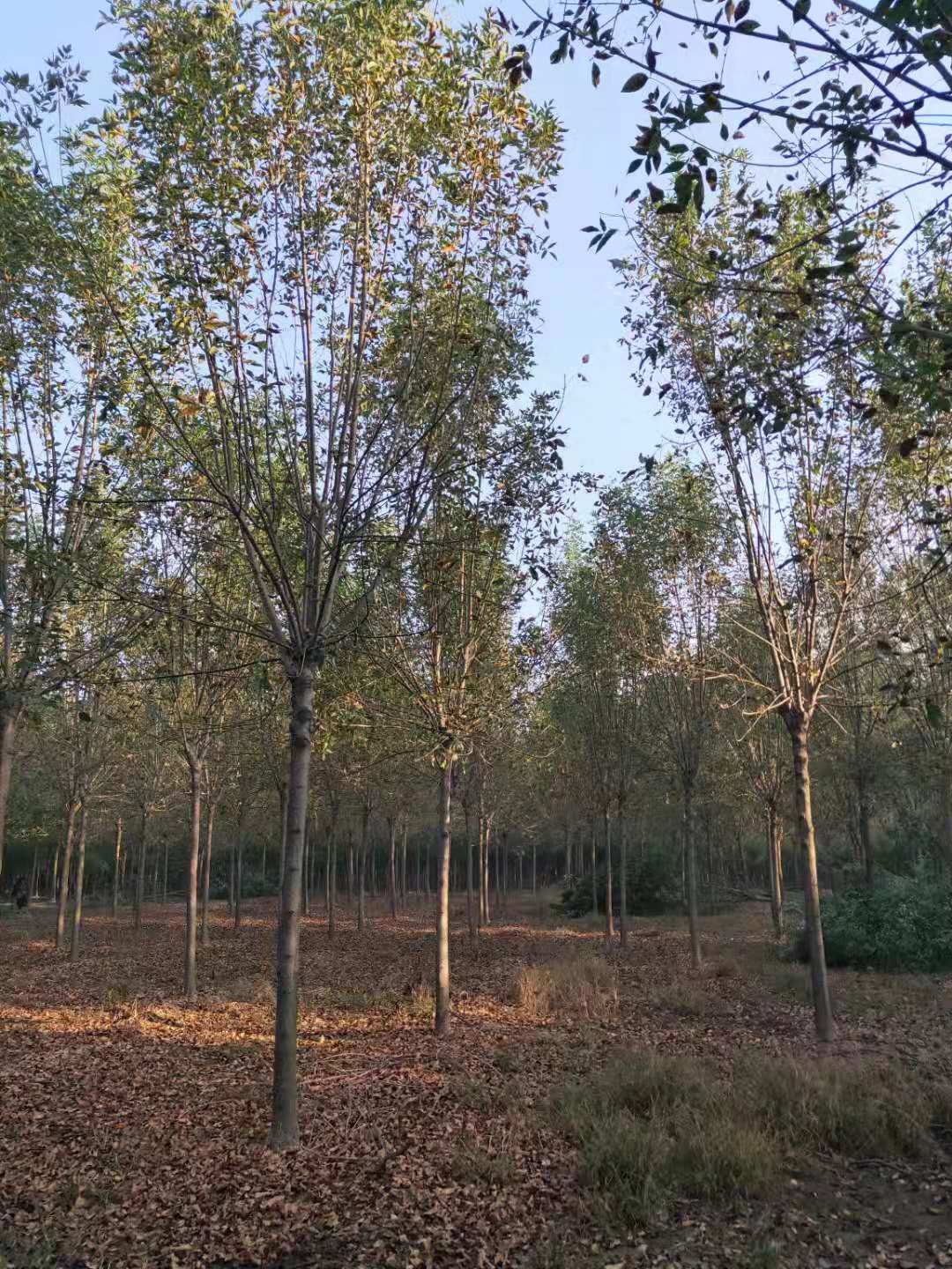 山東濟寧白蠟價格_白蠟基地_白蠟-【山東濟寧金彪園林種植基地】