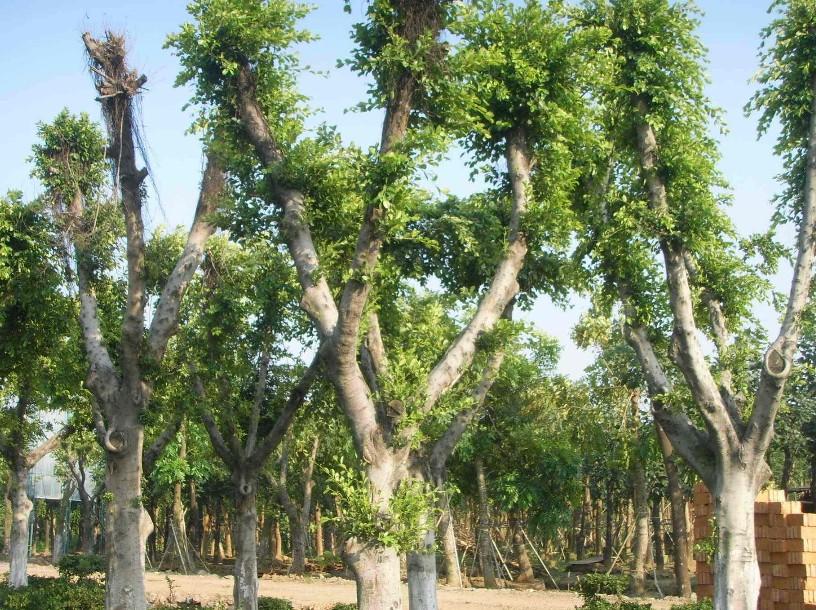 供應(yīng)廣西小葉榕和大葉榕基地 高山榕和小葉榕苗二區(qū)