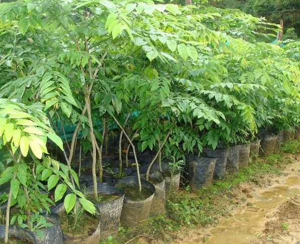 供應(yīng)廣西玉林黃花梨苗 黃花梨樹培育基地