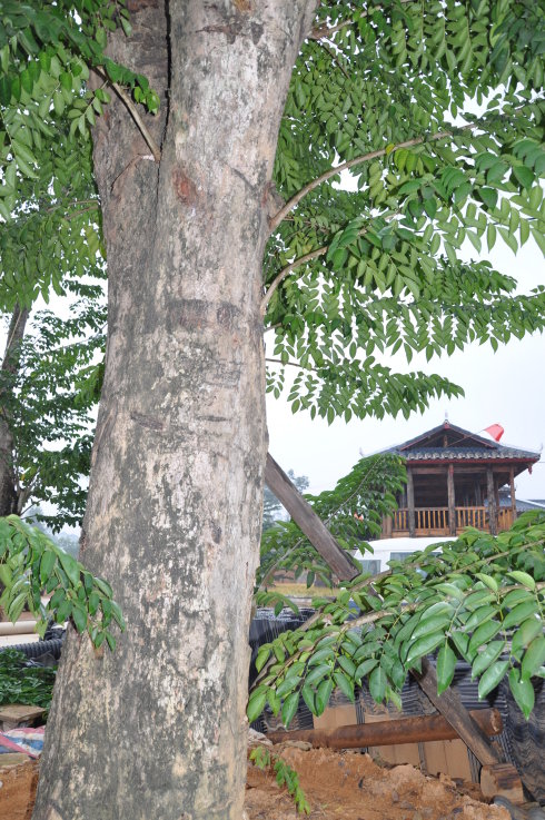 供應(yīng)廣西玉林黃花梨苗 黃花梨樹培育基地