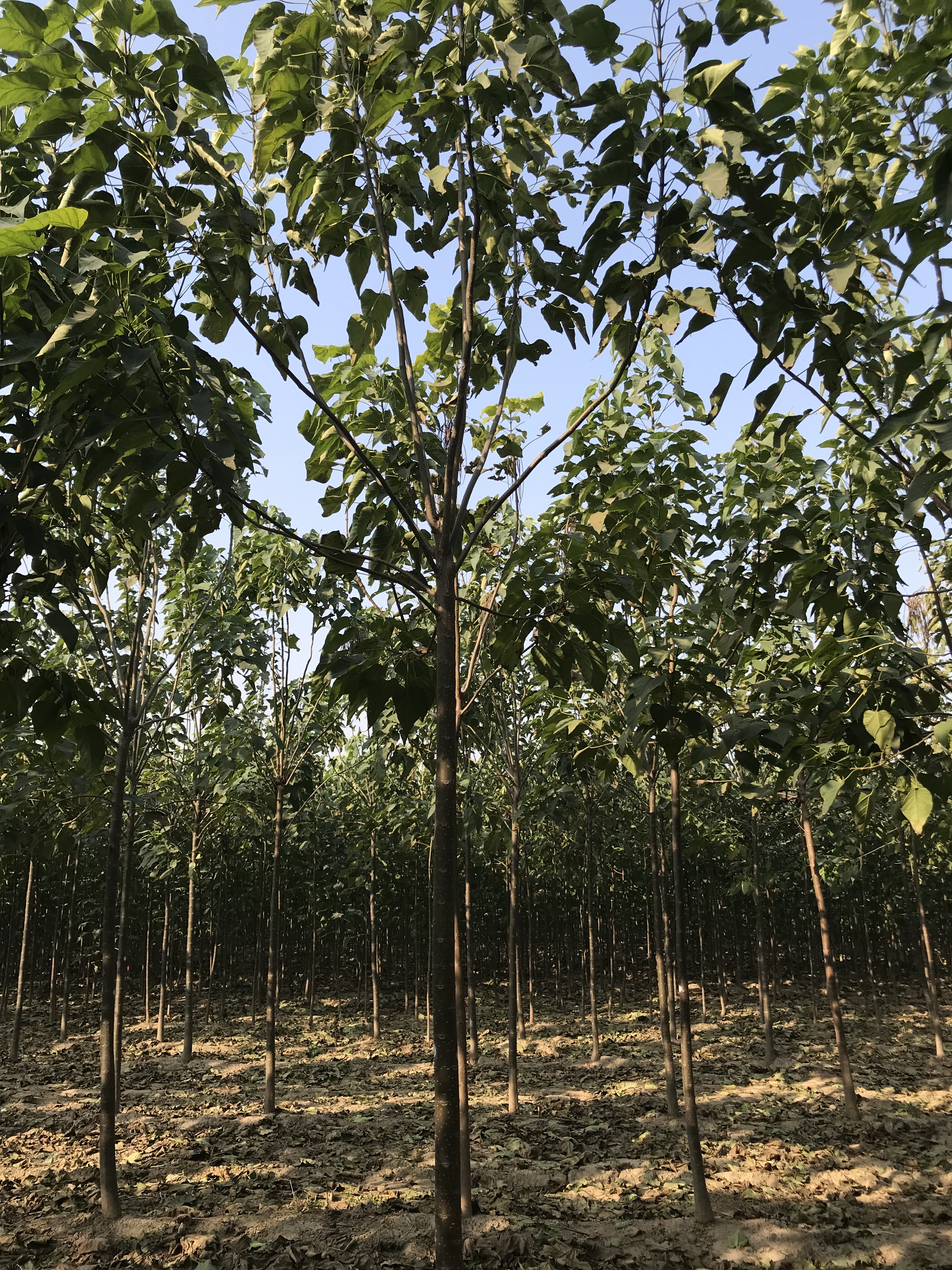 楸樹5-8公分價(jià)格，種植基地，批發(fā)價(jià)